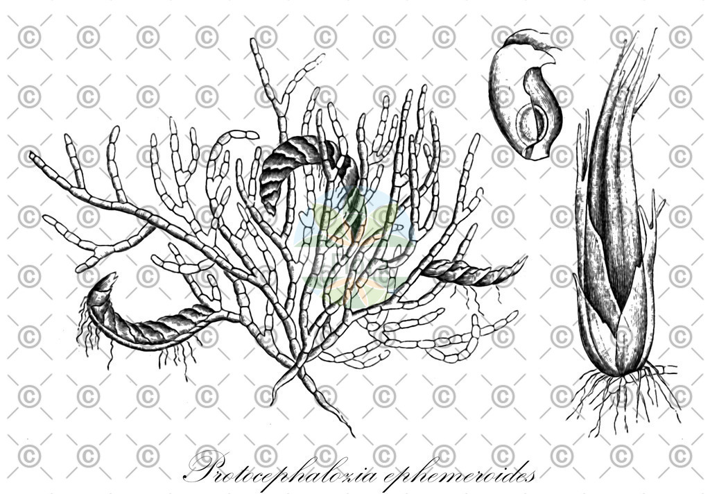HistAbb_7PVX9_1_ENZY_Simple | Historische Abbildung von Protocephalozia ephemeroides - Lepidoziaceae | Historical Illustration of Protocephalozia ephemeroides - Lepidoziaceae