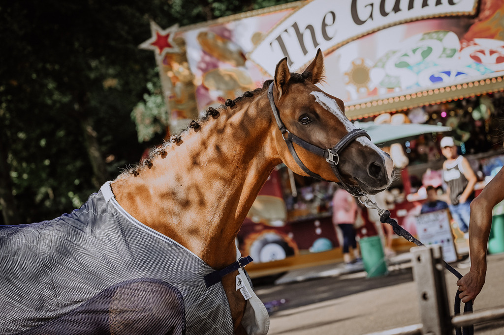DSC_1278 | Pferde- und Turnierfotografie in Westsachsen. Pferdeportraits, Auftragszeichnungen und intuitive Kunst.