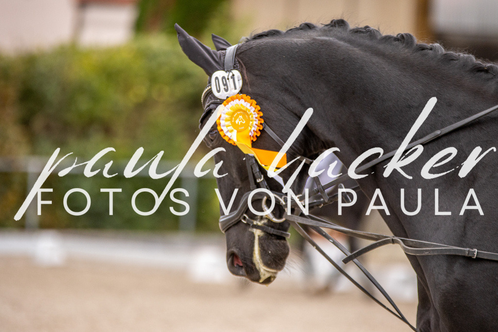 IMG_3733 | Erleben Sie dynamische Sport- und emotionale Tierfotografie in Süddeutschland mit Fotos von Paula. Spezialisiert auf Pferde- und Hundefotografie sowie Sportevents. Kontaktieren Sie mich für einzigartige und ausdrucksstarke Bilder Ihrer besonderen Momente. - Realisiert mit Pictrs.com