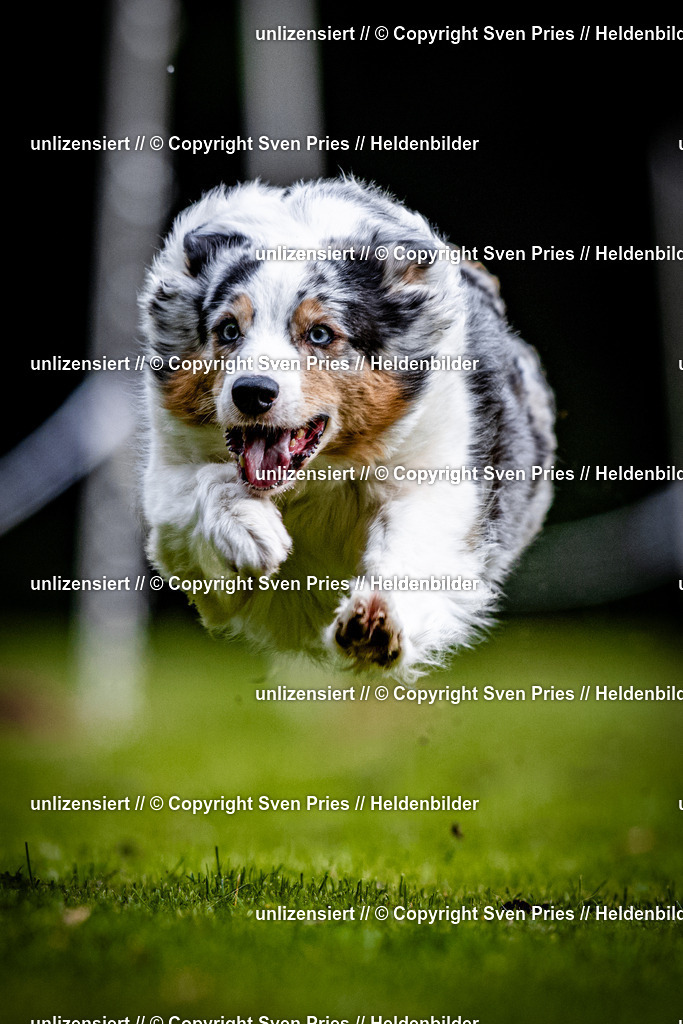 Sven Pries | 2025-10-03 - Hunderennen Obergrombach - Realisiert mit Pictrs.com