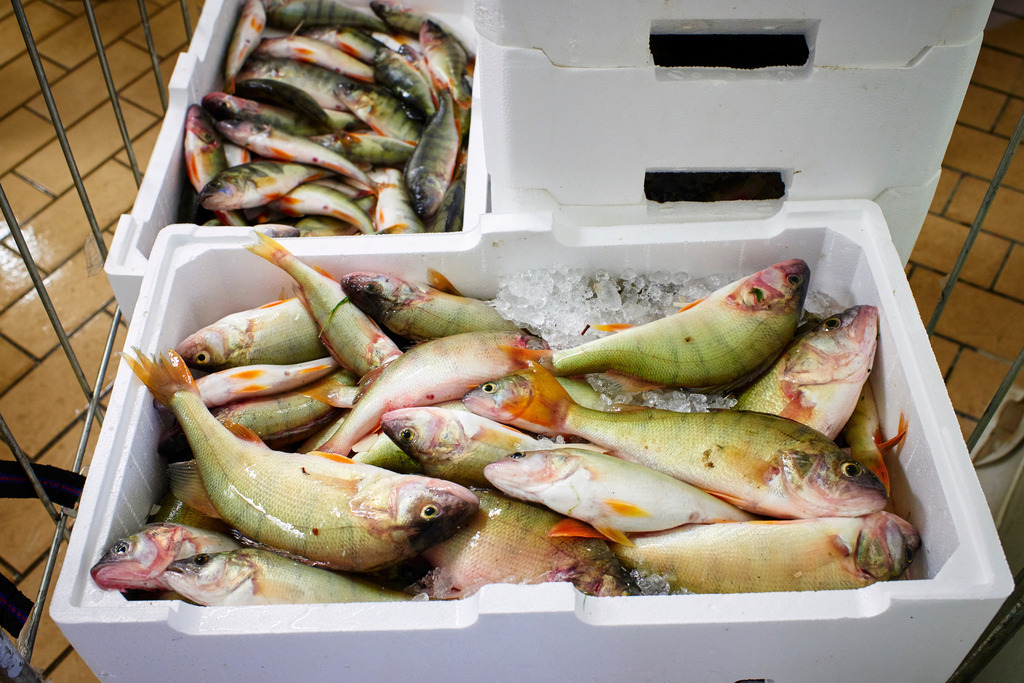 Detailaufnahmen in der Fischfabrik | San Feliciano, Italien - August 31, 2016: Lago Trasimeno: Pescheria Pescatori del Trasimeno; Detailaufnahmen in der Fischfarbrik. - Realisiert mit Pictrs.com