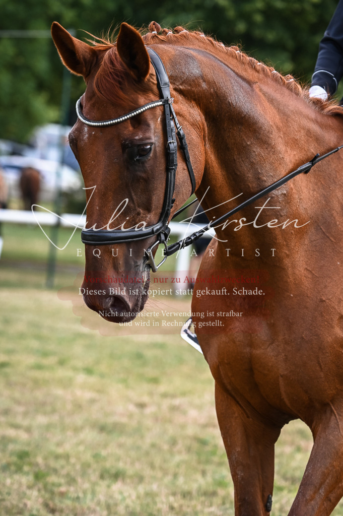 DSC_8439 | Pferde- und Turnierfotografie in Westsachsen. Pferdeportraits, Auftragszeichnungen und intuitive Kunst.