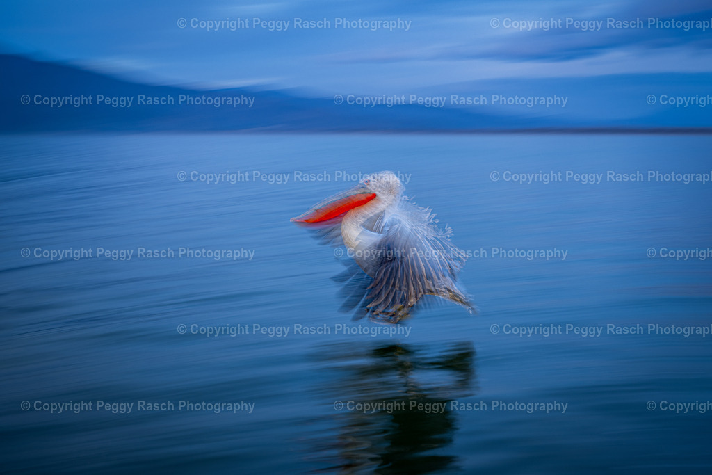 Pelikan im Flug 2024 | PeggyRaschPhotography - Realisiert mit Pictrs.com