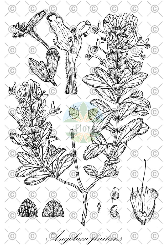 HistAbb_wfo-0000536542_574_ENZY_Simple | Historische Abbildung von Angolaea fluitans - Podostemaceae | Historical Illustration of Angolaea fluitans - Podostemaceae