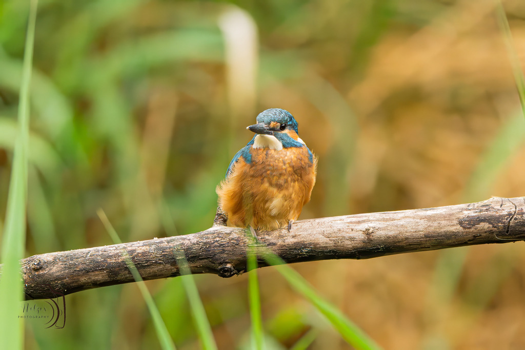 Eisvogel-8432-Verbessert-RR-Bearbeitet | Holzisphotography, Landschaftsfotografie, Wildlifefotogorafie - Realisiert mit Pictrs.com
