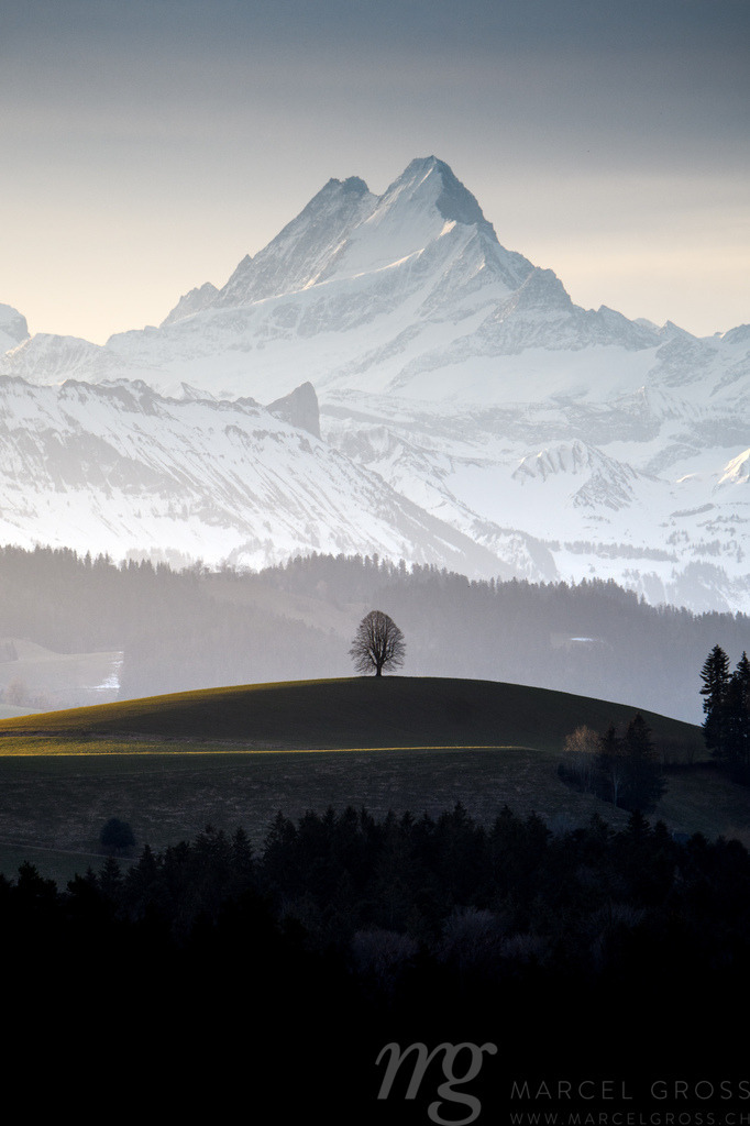 lonely tree an o hill in front of impressive Schreckhorn | Die ideale Geschenkidee für Naturliebhaber. Naturbilder von Marcel Gross Photography für ihr Zuhause in den verschiedensten Formaten und Materialien. - Realisiert mit Pictrs.com