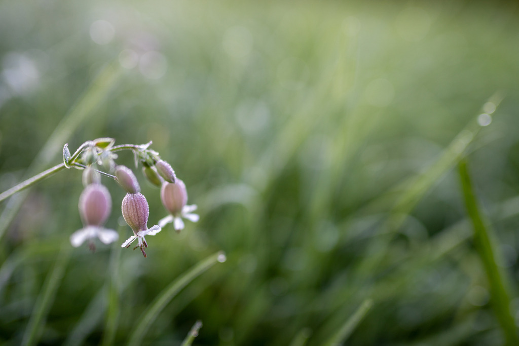 IMG_4624 | ehrlichefotos - Realisiert mit Pictrs.com