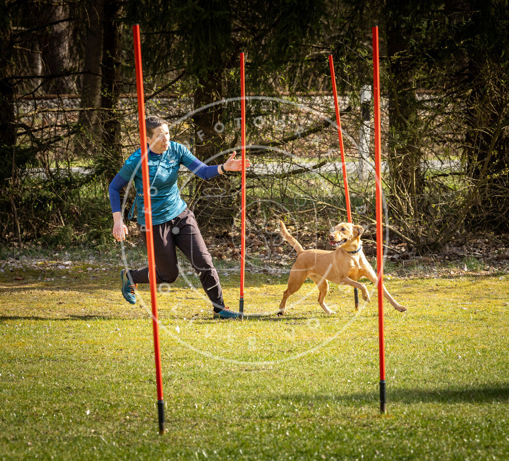 Pfotenfotografie_DV3A1369 | Hundefotografie, Tierfotograf, Pfotenfotografie, Fotoshooting Hund, Hunde Portrait, Hundesport, Hundeportraits, Heideshooting, Hunde, Sportfotograf, Hundefotograf, Turnierhundsport, THS,  - Realisiert mit Pictrs.com