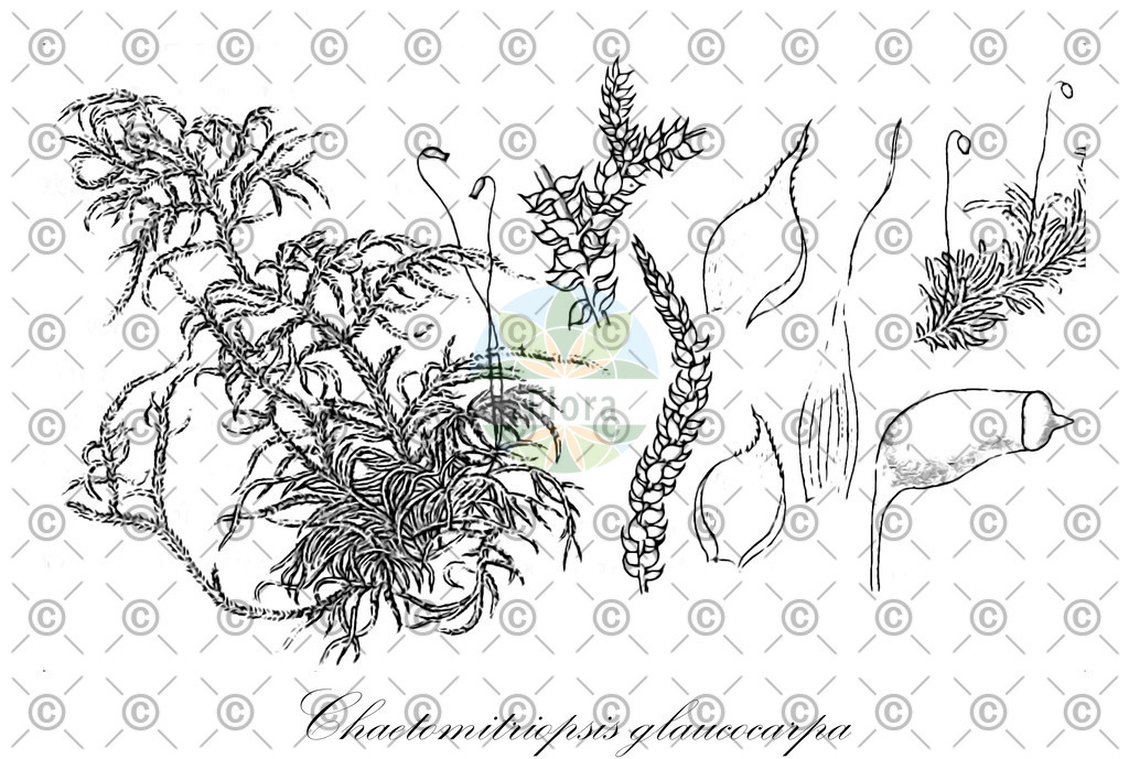 HistAbb_wfo-0001180334_1_ENZY_Simple | Historische Abbildung von Chaetomitriopsis glaucocarpa - Symphyodontaceae | Historical Illustration of Chaetomitriopsis glaucocarpa - Symphyodontaceae