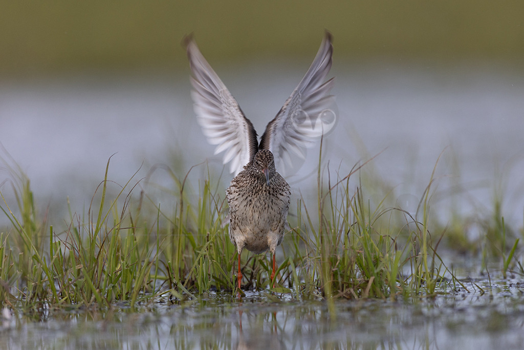 20220412071430-2 | Der Rotschenkel (Tringa totanus) ist eine Vogelart aus der Familie der Schnepfenvögel (Scolopacidae). Er ist ein Brutvogel über weite Bereiche Eurasiens. Zu seinem Lebensraum gehören die mediterrane bis boreale Zone, und er kommt in Asien auch in Steppen- und Wüstengebieten vor. In Mitteleuropa sind Schwerpunkte seiner Verbreitung die Küsten und das küstennahe Tiefland. - Realisiert mit Pictrs.com