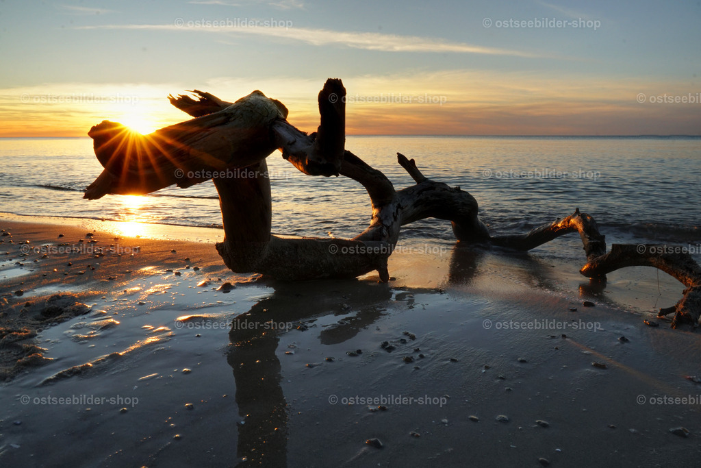 Treibholz am Weststrand | Ein vielfach gewundenes Stück Treibholz scheint eine Seeschlange bei Sonnenuntergang zu imitieren.