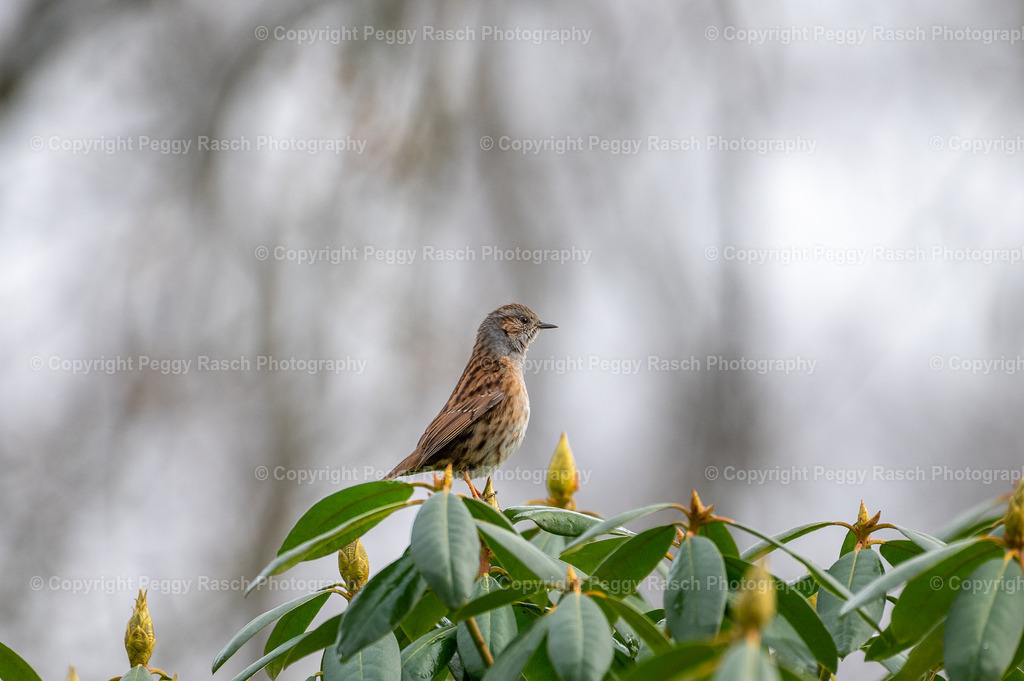 Heckenbraunelle | Heckenbraunelle - Realisiert mit Pictrs.com