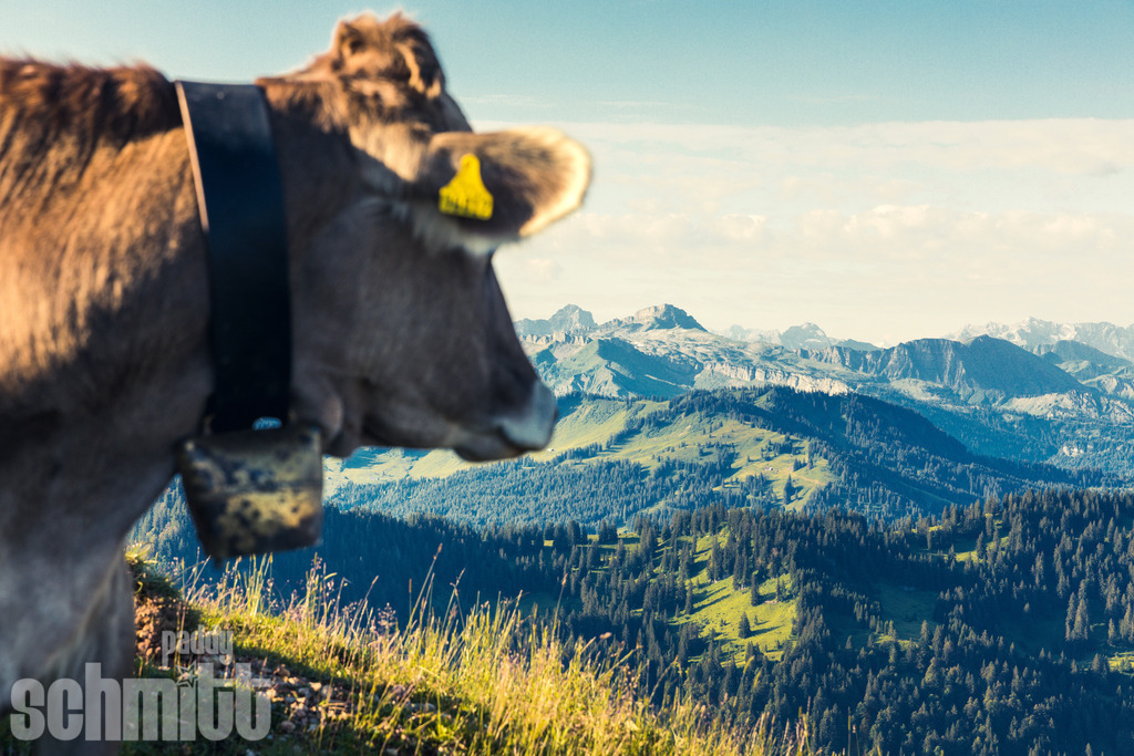PS-Tiere-2026-88 | Entdecke die größte Bildgalerie der Region mit Fotografien aus dem Allgäu, der Bodenseeregion, Oberschwaben, dem Donautal und der Schwäbischen Alb. Landschaften, Luftaufnahmen und Reisefotografie als Wandbild und Fotokunst. - Realisiert mit Pictrs.com