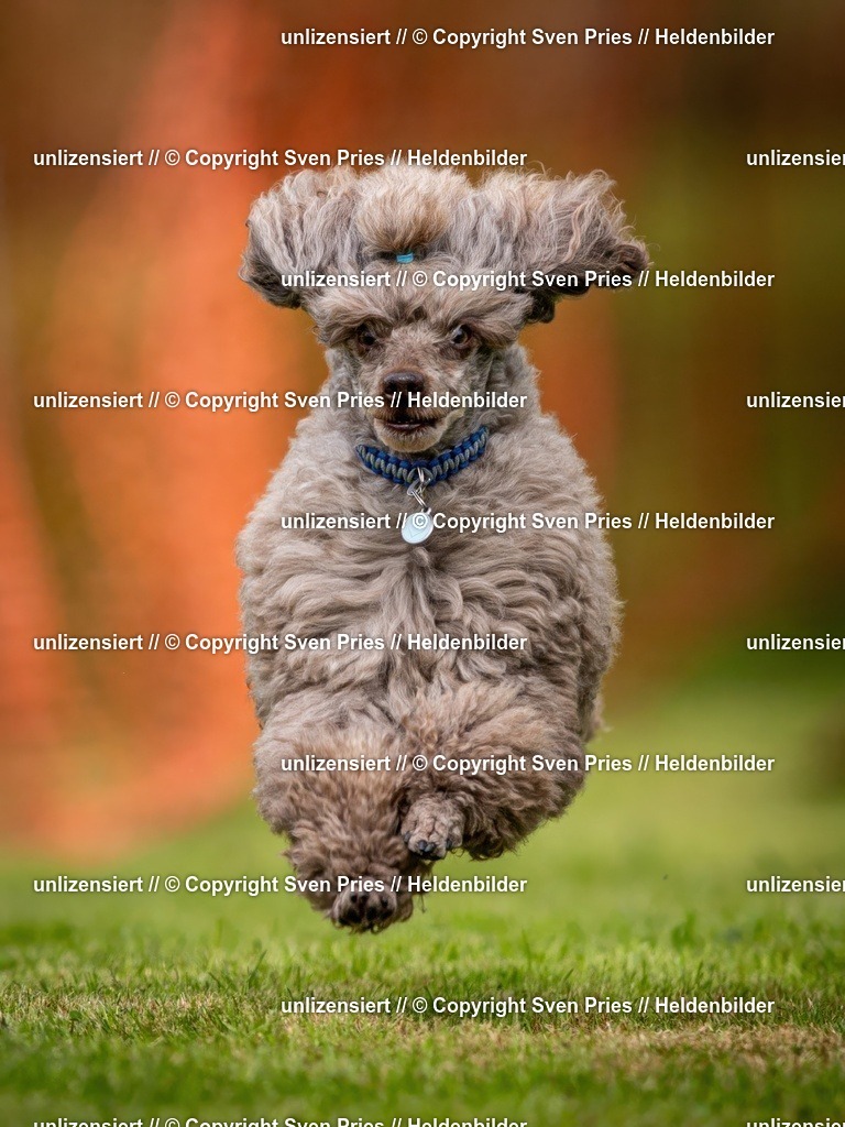 Sven Pries | 2024-09-22 - Hunderennen Baden-BadenPudelverein - Realisiert mit Pictrs.com