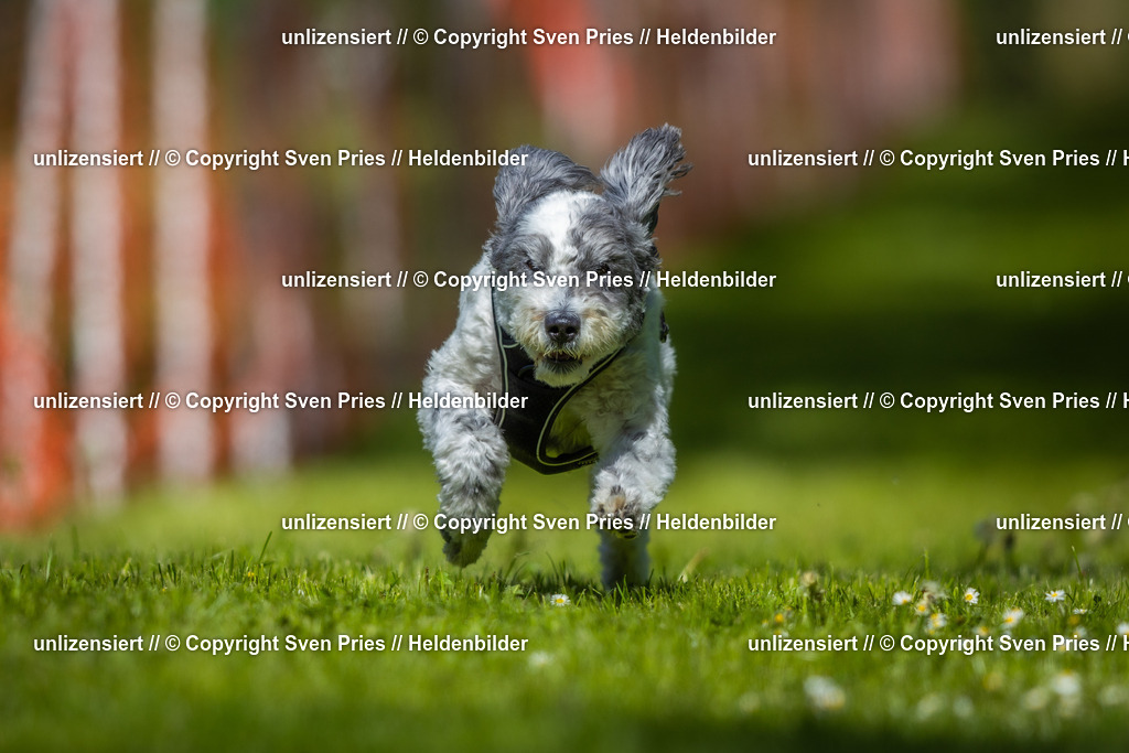 Hunderennen_April_2026_317 | 2026-04-26 - Hunderennen Baden-Oos April 2026 - Realisiert mit Pictrs.com
