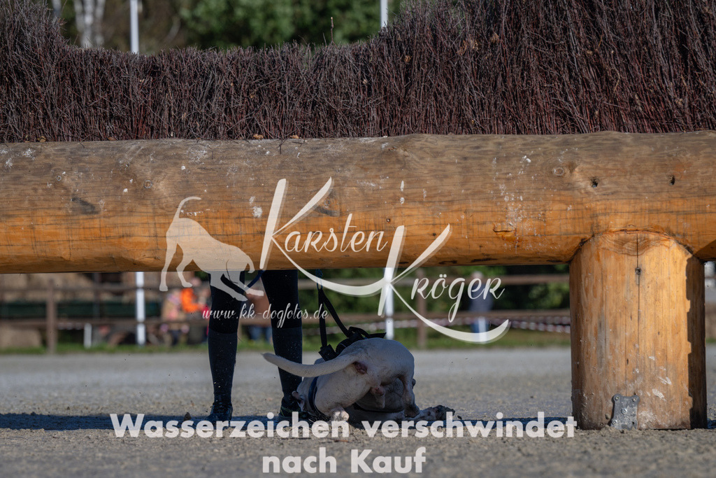 1049-_ZZ92827 | kk-dogfotos