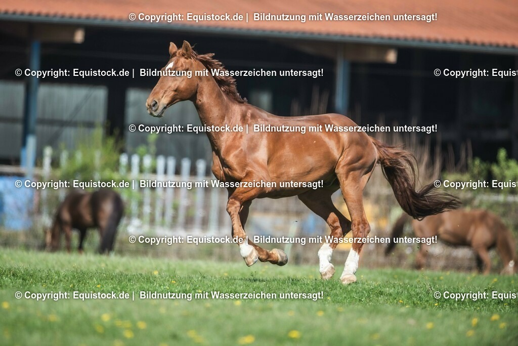 20210426_Pferd-auf-Koppel_0039 | equistock