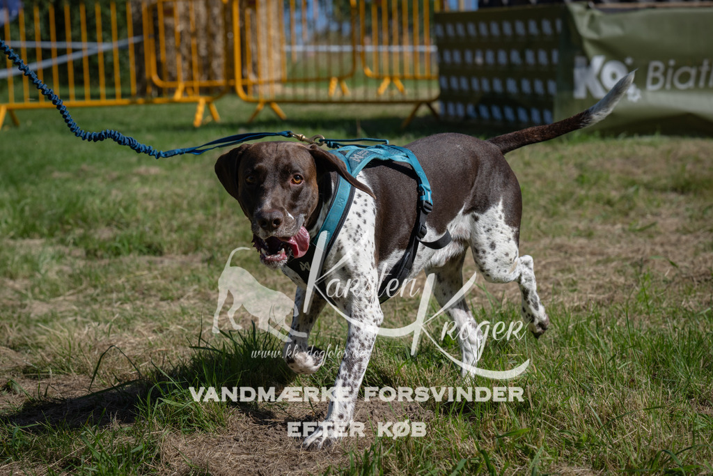 1048_ZZ99149 | kk-dogfotos