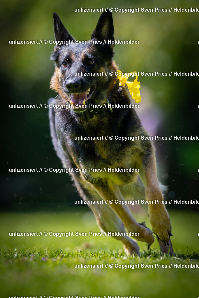 Sven Pries | 2025-08-10 - Hunderennen Durlach - Realisiert mit Pictrs.com