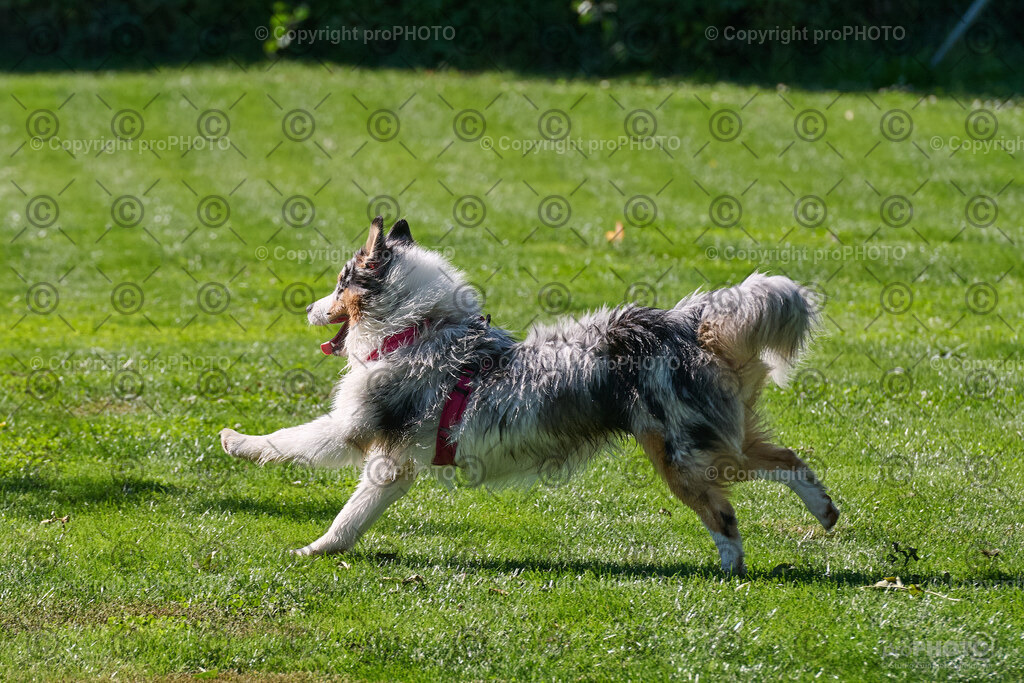 174_202509_4Hundebadetag_NZ9_2694 | proPHOTO - Realisiert mit Pictrs.com