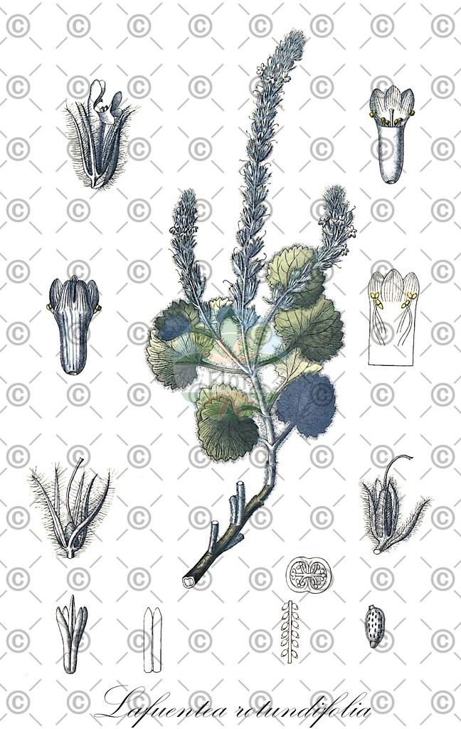 HistAbb_wfo-0000018450_1_ENZY_Simple | Historische Abbildung von Lafuentea rotundifolia - Plantaginaceae | Historical Illustration of Lafuentea rotundifolia - Plantaginaceae