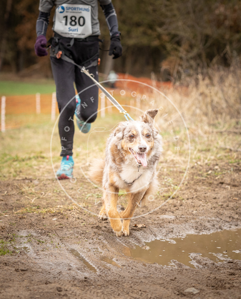 DV3A2526 | Hundefotografie, Tierfotograf, Pfotenfotografie, Fotoshooting Hund, Hunde Portrait, Hundesport, Hundeportraits, Heideshooting, Hunde, Sportfotograf, Hundefotograf, Turnierhundsport, THS,  - Realisiert mit Pictrs.com