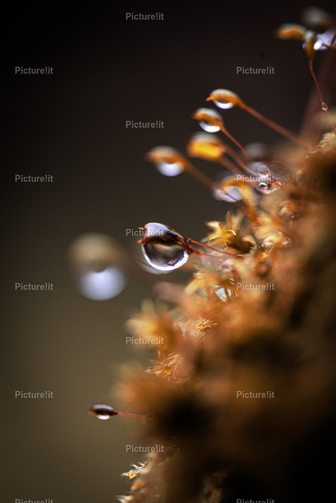 Natur Pur | Entdecken Sie unsere vielfältige Auswahl an digitalen Panoramen und hochwertigen Fotoprodukten. Ob als sofortiger Download für kreative Projekte oder als exklusives Fotoprodukt für Ihr Zuhause – unsere einzigartigen Aufnahmen bieten perfekte Qualität.  - Realisiert mit Pictrs.com