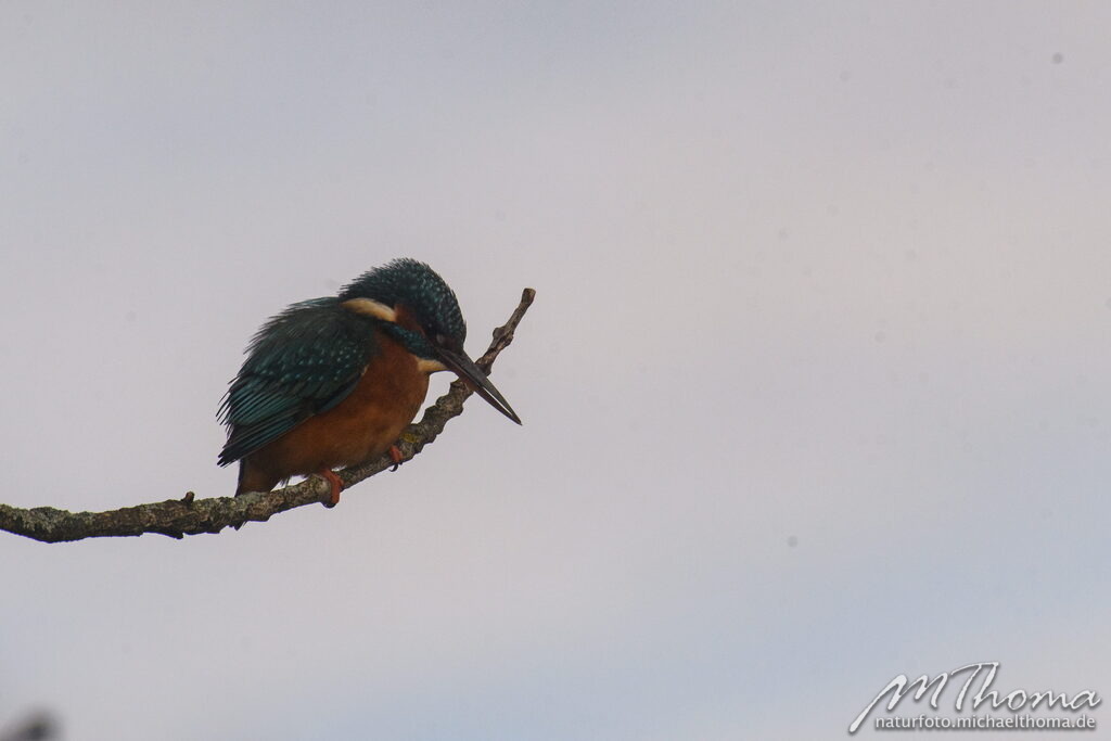 2023-12-05-12h00m00s_MichaelThoma_D850-0333 | Dies ist der Online-Shop von naturfoto.michaelthoma.de. Ich bin leidenschaftlicher Naturfotograf und fotografiere von der Andromedagalaxie bis zum Zwergtaucher, von der Ameise bis zum Orionnebel alles was mit Natur zu tun hat. Hier kann eine Auswahl meine - Realisiert mit Pictrs.com