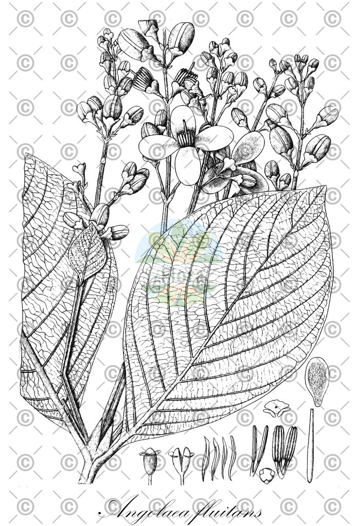 HistAbb_wfo-0000536542_28_ENZY_Simple | Historische Abbildung von Angolaea fluitans - Podostemaceae | Historical Illustration of Angolaea fluitans - Podostemaceae