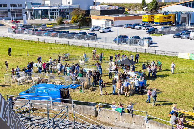 SchaZie Tag | Bildershop von pixelworld.at - Realisiert mit Pictrs.com