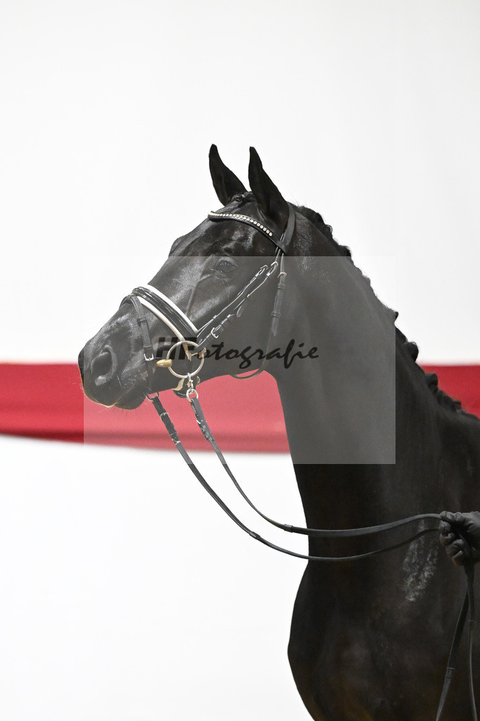Kat-Nr. 58 v. Donier_Heilemann_63221771 | hf-fotografie - Realizzato con Pictrs.com