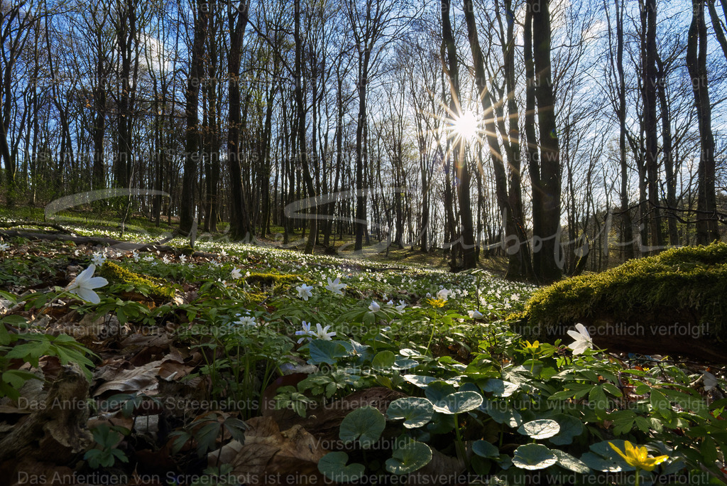 Frühlingswald mit Sonnenstern | Ein Frühlingswald, im Vordergrund blühen Buschwindröschen, im Hintergrund sieht mann Bäume, den Himmel und einen Blendenstern bzw. Sonnenstern - Realisiert mit Pictrs.com