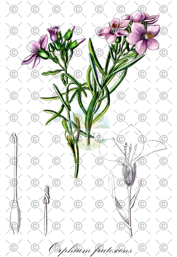 HistAbb_wfo-0001047218_1_ENZY_Simple | Historische Abbildung von Orphium frutescens - Gentianaceae | Historical Illustration of Orphium frutescens - Gentianaceae