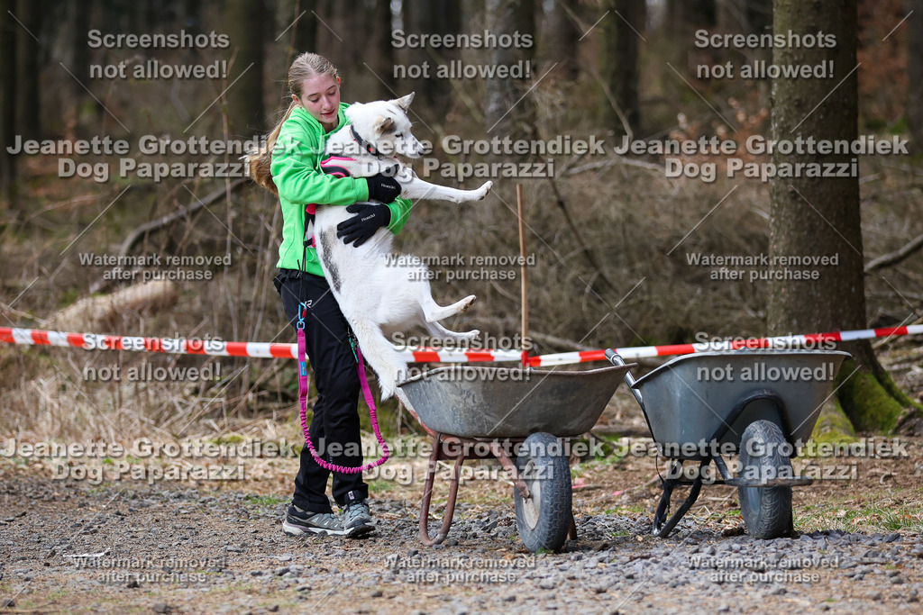 Dog Paparazzi - VCC26-722 | Dog Paparazzi Jeanette Grottendiek Fotografie & Videografie - Realisiert mit Pictrs.com
