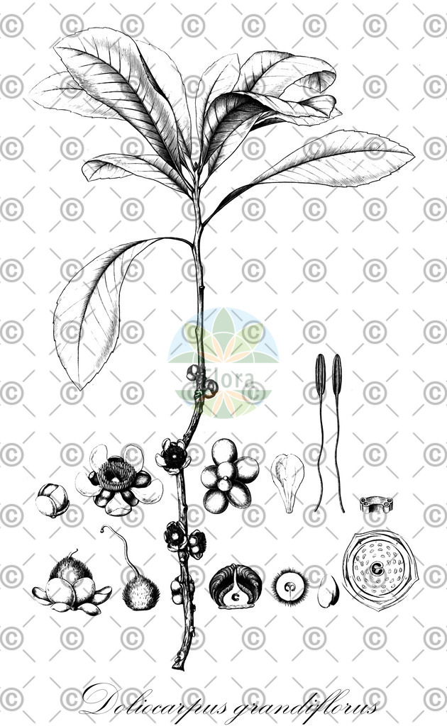 HistAbb_wfo-0001195417_1_ENZY_Simple | Historische Abbildung von Doliocarpus grandiflorus - Dilleniaceae | Historical Illustration of Doliocarpus grandiflorus - Dilleniaceae