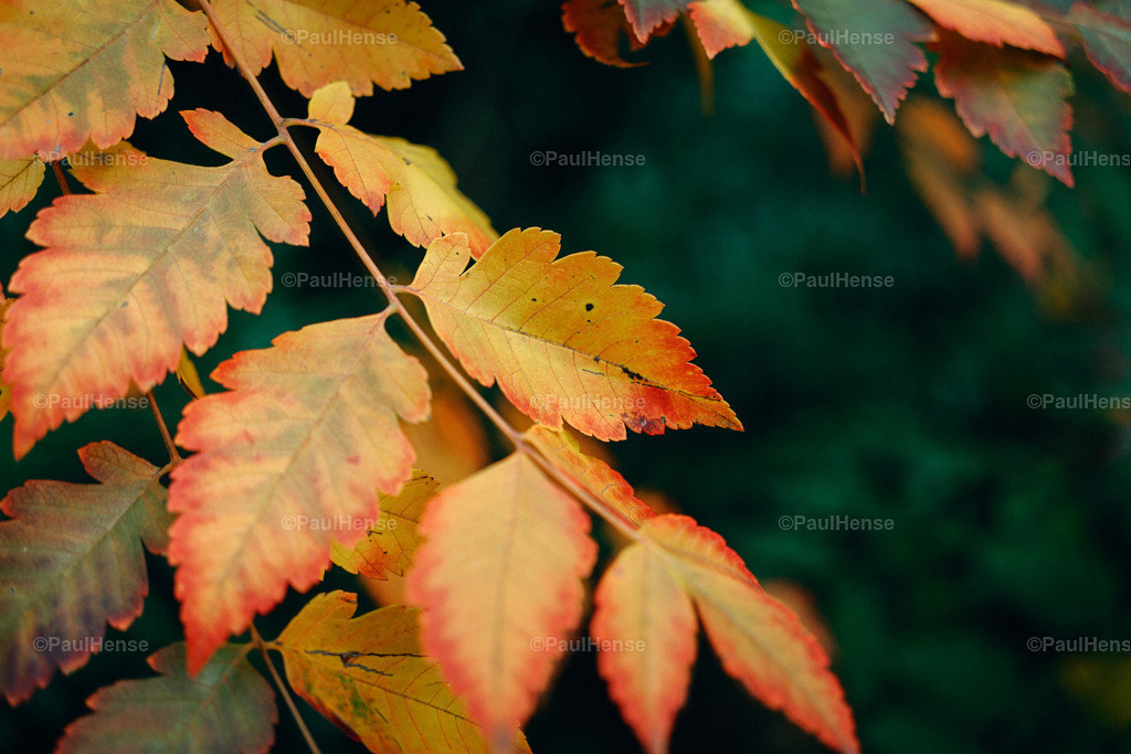 20221020_PaulHense_S0046_DSC00136 | paulhense - Realisiert mit Pictrs.com