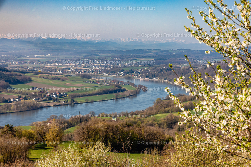 Wachau 04042025 _ Fred Lindmoser-6910 | Fotos und Fotoprodukte - Realisiert mit Pictrs.com