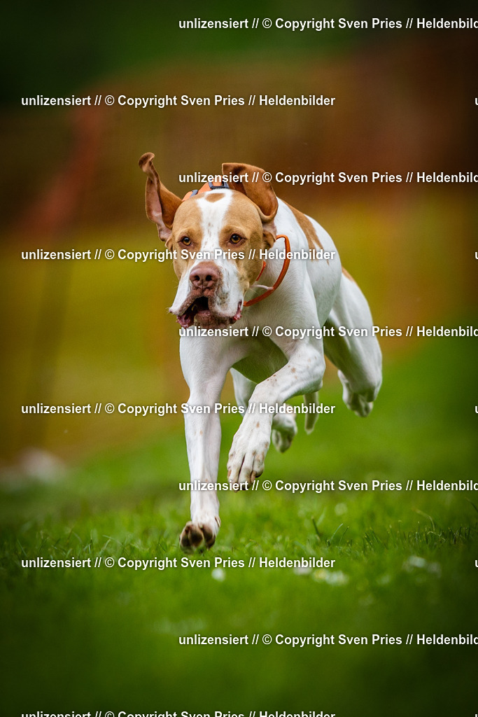 Sven Pries | 2025-04-13 - Hunderennen Baden-Baden - Realisiert mit Pictrs.com