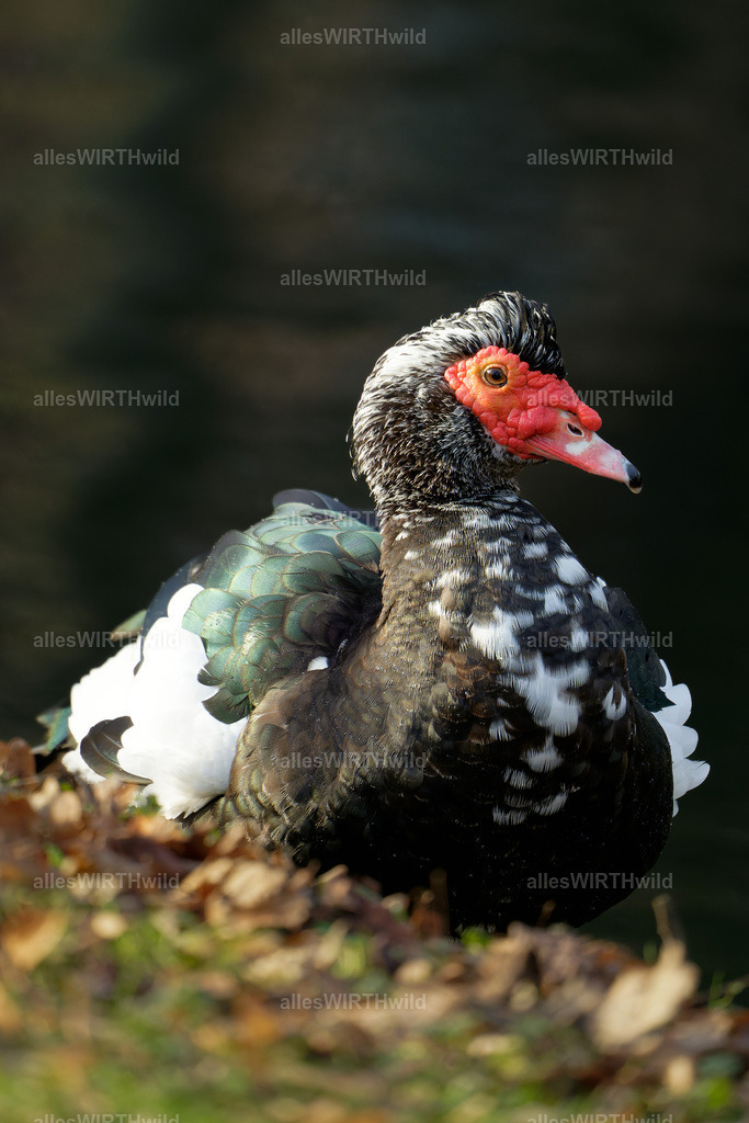 Daniel Wirth - www.allesWIRTHwild.de -7IV01412-ARW_DxO | Entdecke die faszinierende Welt der Natur- und Wildlife-Fotografie von Daniel und Bärbel. Inspirierende Bilder von wilden Tieren und kleinen Naturwundern.