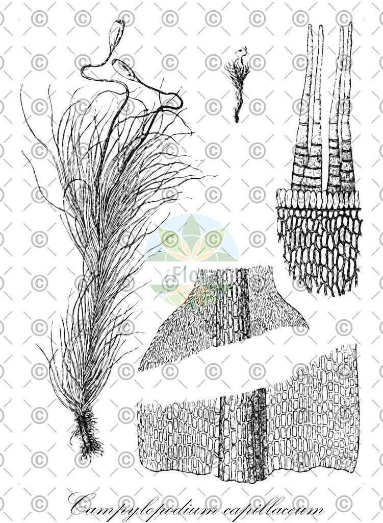 HistAbb_wfo-0001178579_1_ENZY_Simple | Historische Abbildung von Campylopodium capillaceum - Dicranellaceae | Historical Illustration of Campylopodium capillaceum - Dicranellaceae