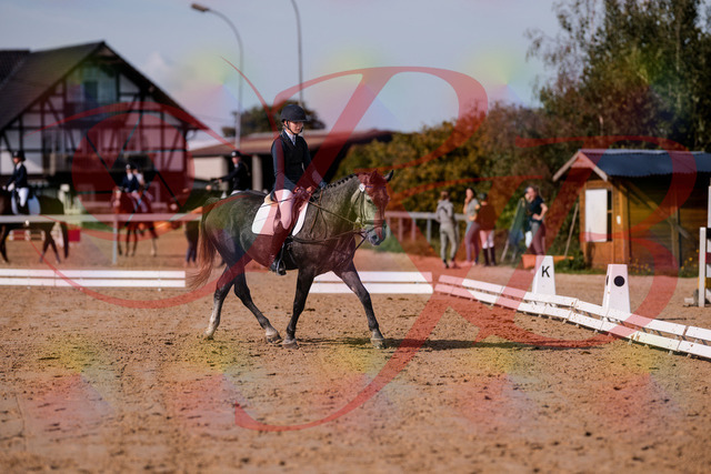 2026_10_03_Siefer-Hof_120023_Z81_01932334 | Professionelle Reitsport-, Turnier- und Eventfotografie von Robert Broda. Galerien mit ausgewählten und bearbeiteten Bildern direkt online ansehen und bestellen.