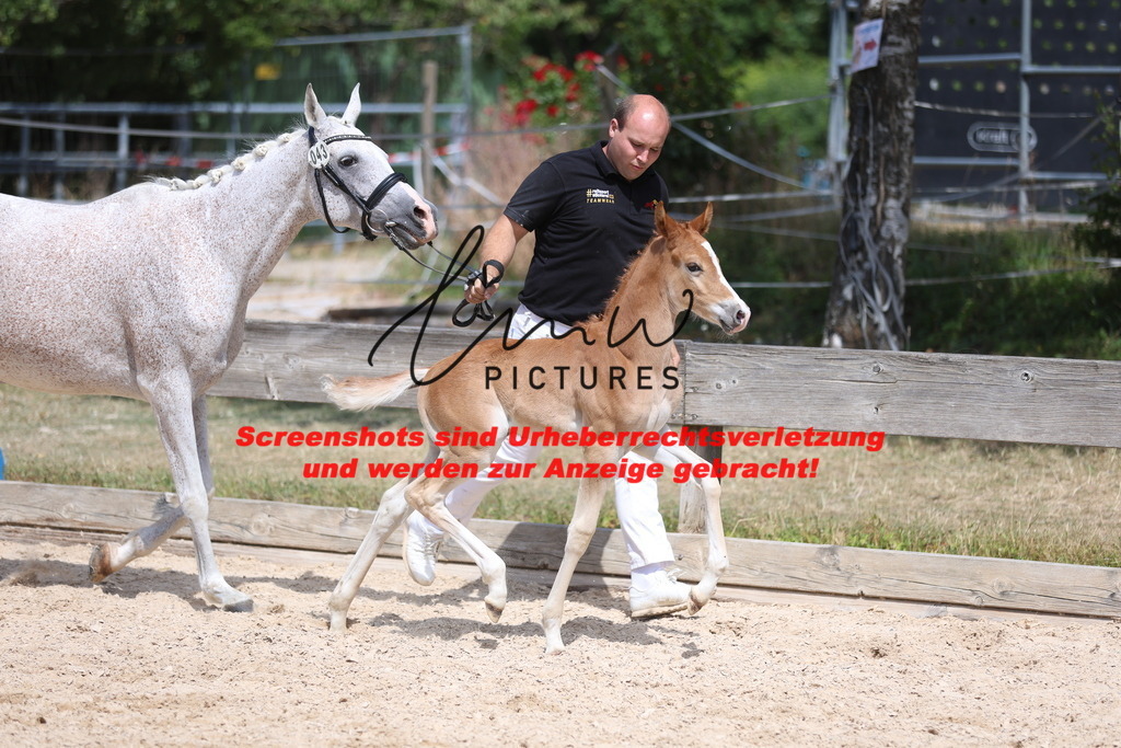 Fohlenschau_Schwäbisch_Hall_Ponys_KN 43_2 | lmwpictures - Realisiert mit Pictrs.com