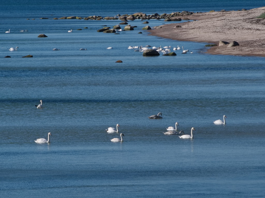 Schwäne an der Küste | Sechs Schwäne schwimmen auf die Küste zu, die im Hintergrund mit weiteren Schwänen zu sehen ist. - Realisiert mit Pictrs.com