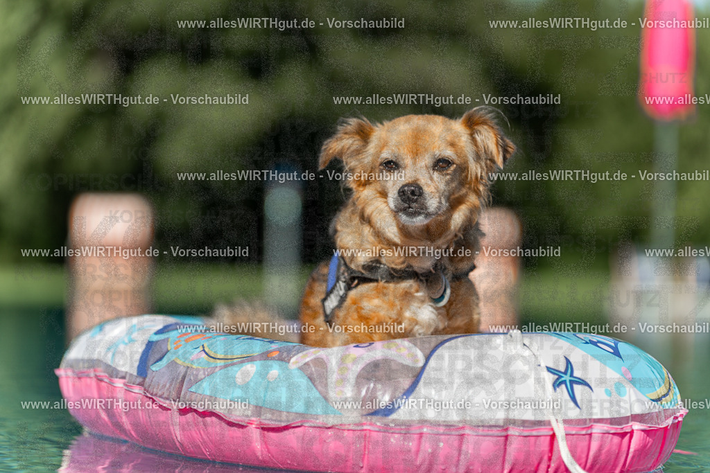 Hundeschwimmen_Volksbad_2026-allesWIRTHgut_Tierfotografie-2609061048-095804-7R509185 | Professionelle Tierfotografie in Mönchengladbach von Daniel Wirth (allesWIRTHgut). Liebevolle & natürliche Bilder von Hunden & Katzen für unvergessliche Erinnerungen.