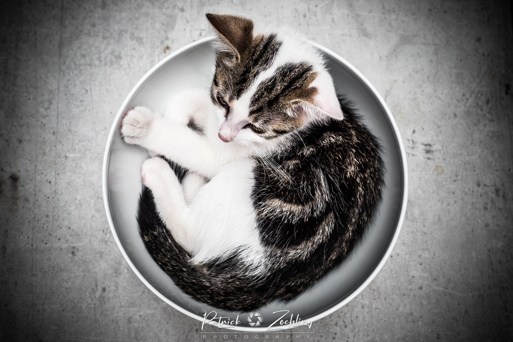 Cats-Zöchling (3) | Patrick Zöchling - Realisiert mit Pictrs.com