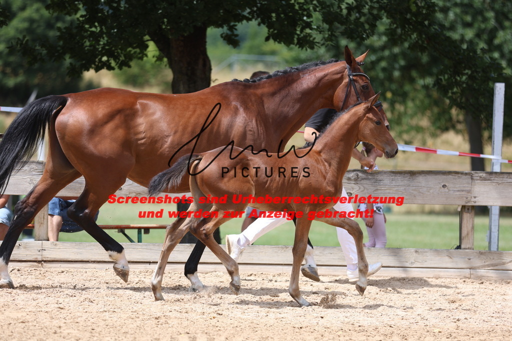 Fohlenschau_Schwäbisch_Hall_springbetonte_Fohlen_KN 19_3 | lmwpictures - Realisiert mit Pictrs.com