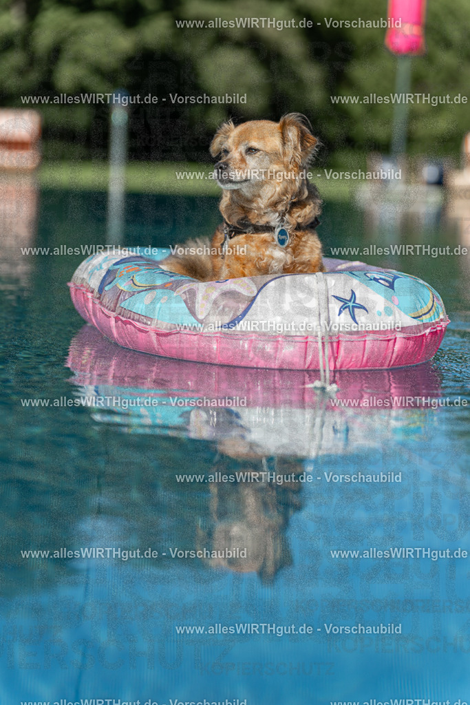 Hundeschwimmen_Volksbad_2026-allesWIRTHgut_Tierfotografie-2609061048-095847-7R509234 | Professionelle Tierfotografie in Mönchengladbach von Daniel Wirth (allesWIRTHgut). Liebevolle & natürliche Bilder von Hunden & Katzen für unvergessliche Erinnerungen.