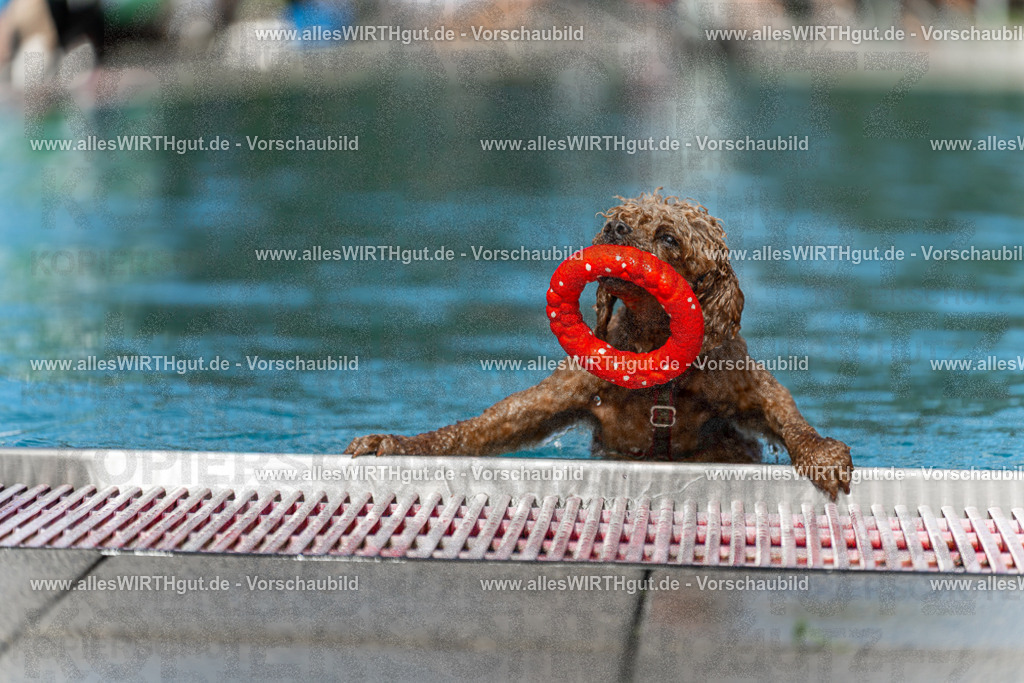 Hundeschwimmen_Volksbad_2026-allesWIRTHgut_Tierfotografie-2609061504-7R501299 | Professionelle Tierfotografie in Mönchengladbach von Daniel Wirth (allesWIRTHgut). Liebevolle & natürliche Bilder von Hunden & Katzen für unvergessliche Erinnerungen.