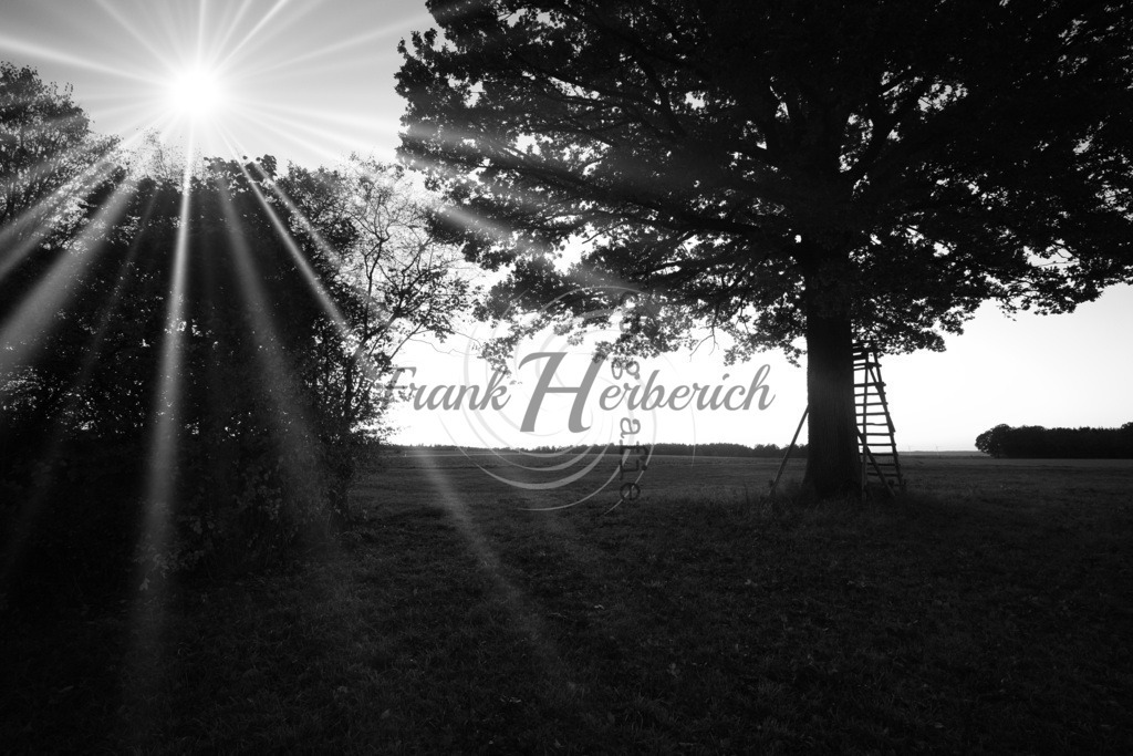 Baum | Frank Herberich Fotografie, Frank Herberich, Fotografie, Hochzeit, Portrait, St. Peter Ording, Ording, Westerhever, Nordsee, Frank Fotografie, Hardheim,  Odenwald,Walldürn, Band,Eventfotografie - Realisiert mit Pictrs.com