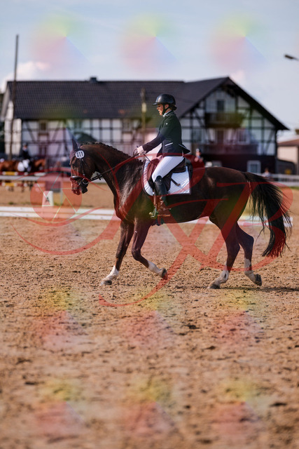 2026_10_03_Siefer-Hof_132608_Z81_79120053 | Professionelle Reitsport-, Turnier- und Eventfotografie von Robert Broda. Galerien mit ausgewählten und bearbeiteten Bildern direkt online ansehen und bestellen.